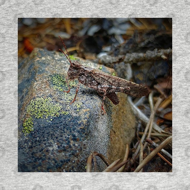 Camouflage Grasshopper by Rebekah Slick